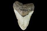 Fossil Megalodon Tooth - North Carolina #124347-1